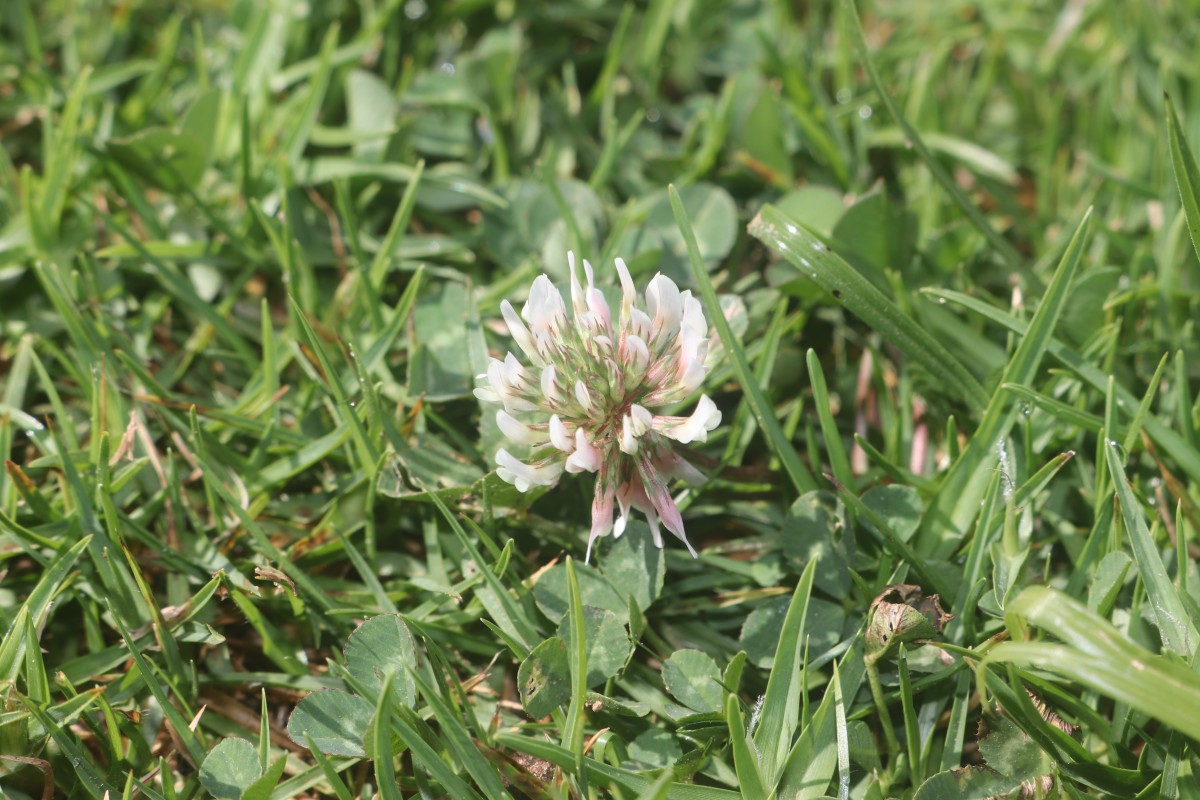 Trifolium repens L.